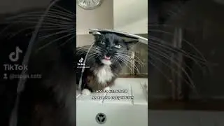 после выходных.#смешныекоты #котик