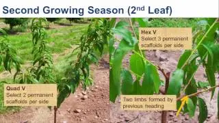 Innovation in Peach Training System