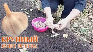 How to grow BIG and LARGE heads of garlic!