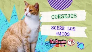 Consejos sobre gatos #gatos #mascotas #amolosgatos #adoptanocompres #fyp #viralvideo