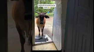 VACA VIENE A COMER PLATANO , MIRA EL VIDEO COMPLETO 👈👈
