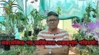ডরমেন্সির পর অর্কিডের গুরুত্বপূর্ণ পরিচর্যা/How to care orchids after dormency/@Banchharamerbagan