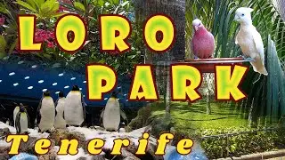 Walk Through Loro Parque - Tenerife, Canary Islands