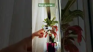 Давайте уже добьём 1тыс.!#рек #топ #хочуврек #ютуб #рекомендации #драконы