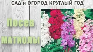 Matthiola (Levkoy). Sowing matthiola
