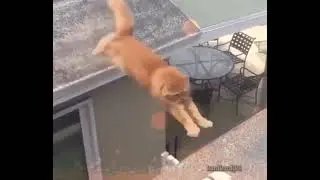 disco elysium cat