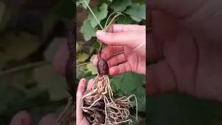 repotting Rain lilly plants 