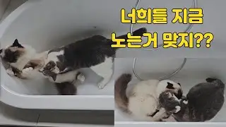 젤리야 초코야 너희들 지금 노는거 맞...지? 싸우는 거 아니지?
