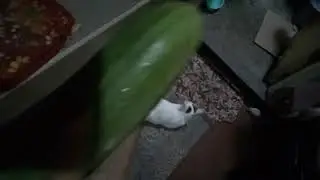 Cucumber prank on Snow! Epic failed! 😂 V13