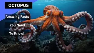 Amazing Octopus Facts You Need to Know!🦑Beastie Beasts