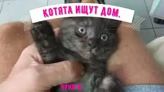КОТЯТА ИЩУТ ДОМ. ЧУНЯ и трусливая МИЛКА.