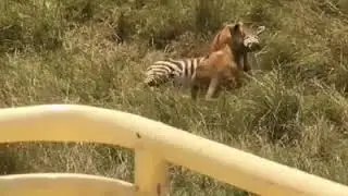 Don't touch zebra baby again