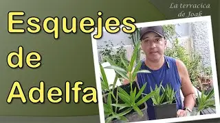 Esquejes de ADELFA (Nerium Oleander). Los preparamos y vemos el RESULTADO después de 3 semanas.