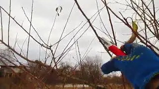 Кратко об обрезке алычи.