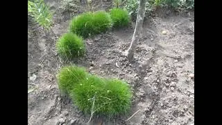 Овсянница зеленая.