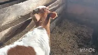 Поставили бирки телятам. Вес телят в 2 месяца.