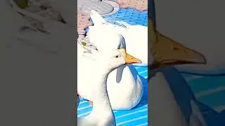 What are you saying? 🤭🤫 #shorts #geese #animals #conversation #nature  #funny