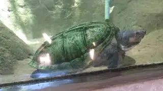 monster tortoise in fish tank