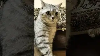 Кутёж без кота #юмор #приколы #смешнойкот #cat #смешныекоты #прикол