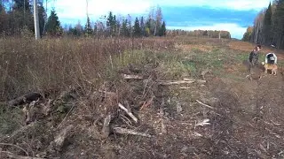 HARE HUNTING WITH RUSSIAN HOUND. Season 2022-2023.