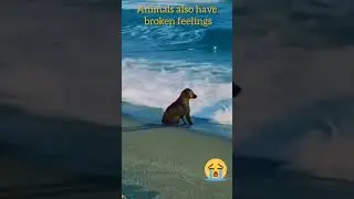 This dog is sad #animal #cutepet #shortvideo #dogs