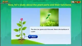 What does a STEM do? - Plant Science *Science in Seconds* TurtleDiary.com