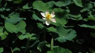 Volare sul laghetto Mordina e sui fiori di loto