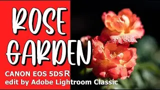 Rose Garden - Spring 2022