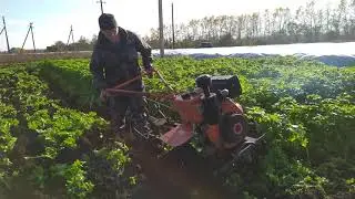 25 октября 2022 г.Запахиваю горчицу плугом ПЦ 1-18.
