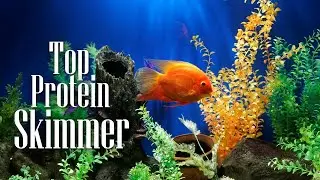 Best Protein Skimmer 2019