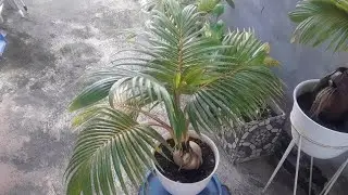 🛑 Review Program Mengecilkan Daun Bonsai Kelapa.  Part 1