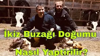 Simmental  ikiz buzağı doğumu yaptırdık.