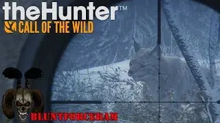 The Missing Lynx! Medved Taiga The Hunter Call of The Wild 4K
