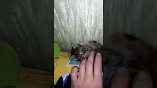 Первый день нашей Шлёпки - малявочки в нашем доме. Милота.