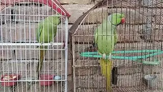 talking parrot | green ringneck |#parrot #ringnecktalkingparrot