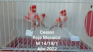 Cesion Rojo Mosaico M 14/18/1 Año 2022