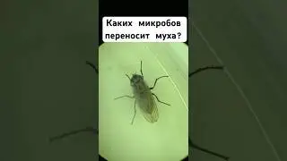 Микробы на мухе 