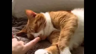 Sleep barry vine