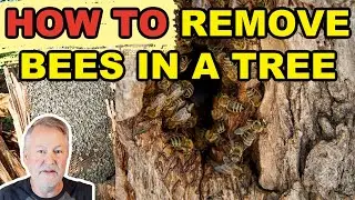 Beekeeping | Is It Legal Or Even Possible To Remove Bees From A Tree?