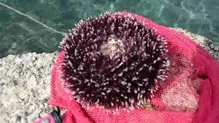 Морские обитатели в хорватии,морской еж.Otok Krk . Island Krk