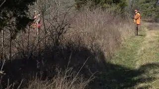 The FINAL rabbit hunt of the 2023-2024 Season! Lots of action!