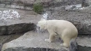 How cloud has enabled digital transformation at the Toronto Zoo