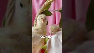 Сколько зарабатывает эксперт по полу цыплят?