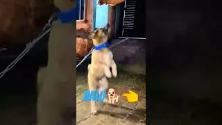 Ritik dog kennel|| Balu dog puppy|| comment bread name|| #shorts #shortsfeed #ritikdogkennel