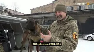 Dogs in service in the Ukrainian Army located explosives in liberated areas