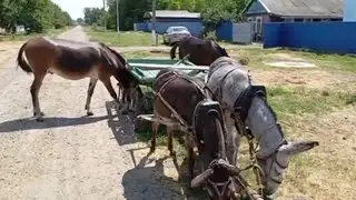 ЛОШАДИ🐎СОДЕРЖАНИЕ МУЛОВ И ЗАГОТОВКА СЕНА☘️🌾