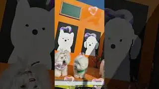 My Adorable Puppies' Playdate Turns Hilarious 😂 | Funny Dog Moments 🐶