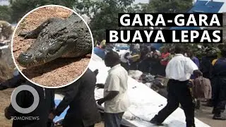 Buaya Lepas Sebabkan Kecelakaan Pesawat di Kongo