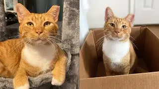Meet Goldenballz Bond