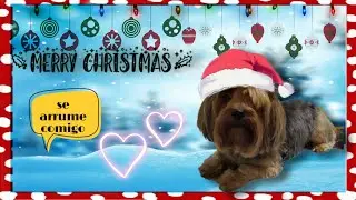 #dog #Natal      Natal se arrume comigo